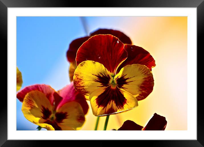  The Pansy Framed Mounted Print by Irina Walker