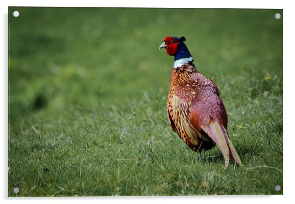  Pheasant Acrylic by Jason Moss