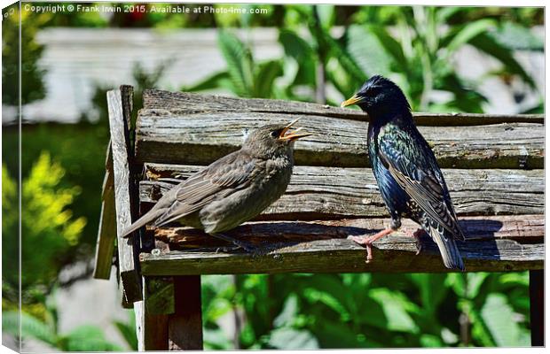  A young starling being fed by its mother Canvas Print by Frank Irwin