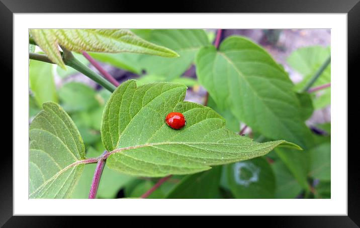 the lonely ladybug  Framed Mounted Print by Marinela Feier