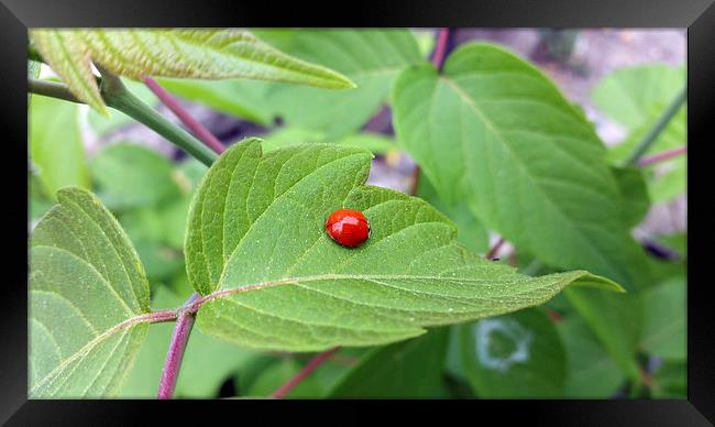  the lonely ladybug  Framed Print by Marinela Feier