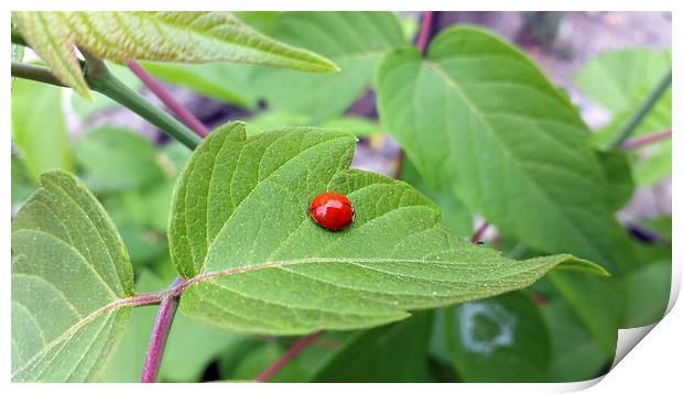  the lonely ladybug  Print by Marinela Feier