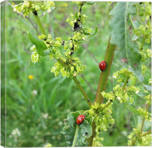 two ladybugs  Canvas Print by Marinela Feier