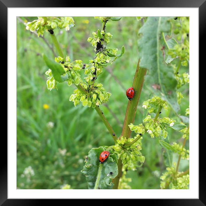 two ladybugs  Framed Mounted Print by Marinela Feier