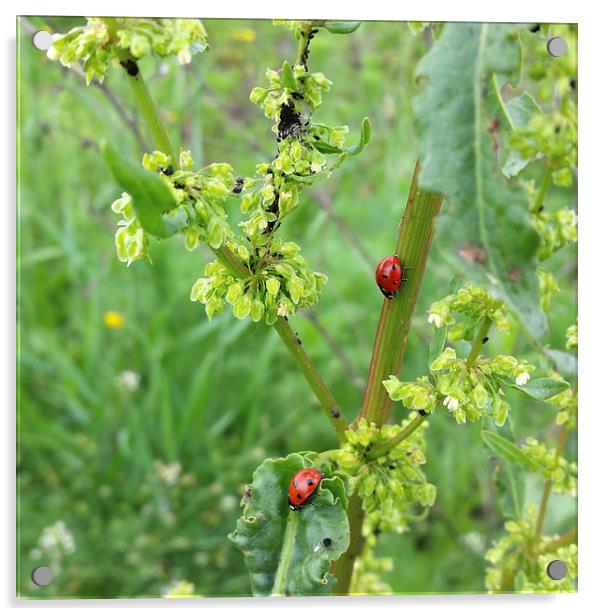 two ladybugs  Acrylic by Marinela Feier