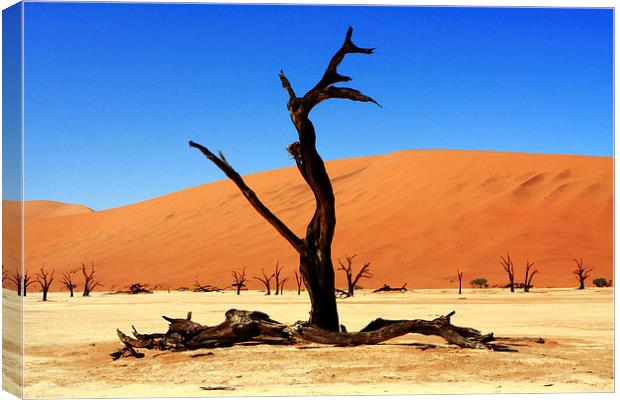 Where Once There Was A Forest - Dead Vlei - Sossus Canvas Print by Aidan Moran