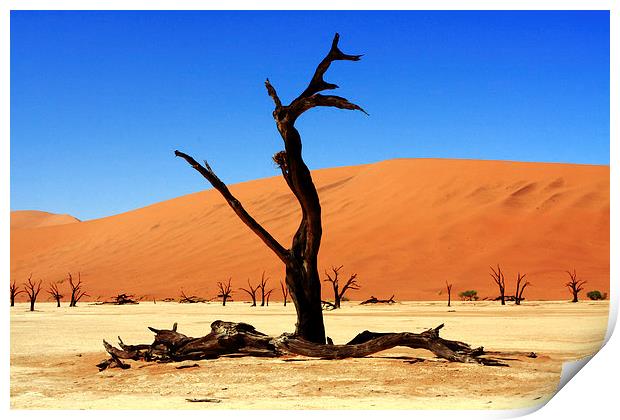 Where Once There Was A Forest - Dead Vlei - Sossus Print by Aidan Moran