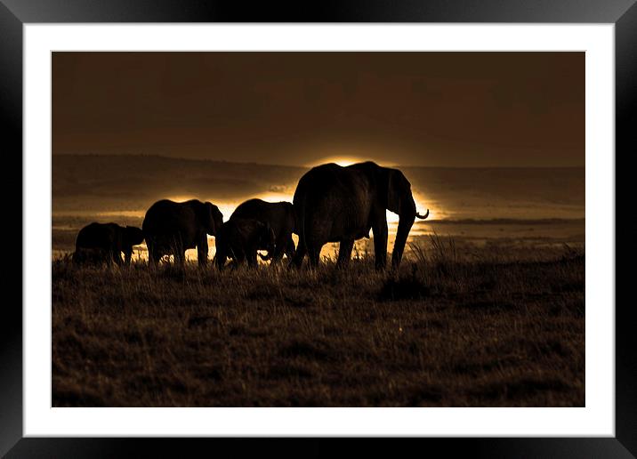  Elephant Herd On The Masai Mara Framed Mounted Print by Aidan Moran