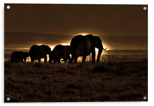  Elephant Herd On The Masai Mara Acrylic by Aidan Moran