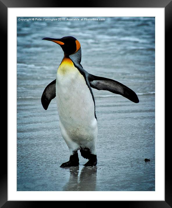  I Believe I Can Fly Framed Mounted Print by Peter Farrington