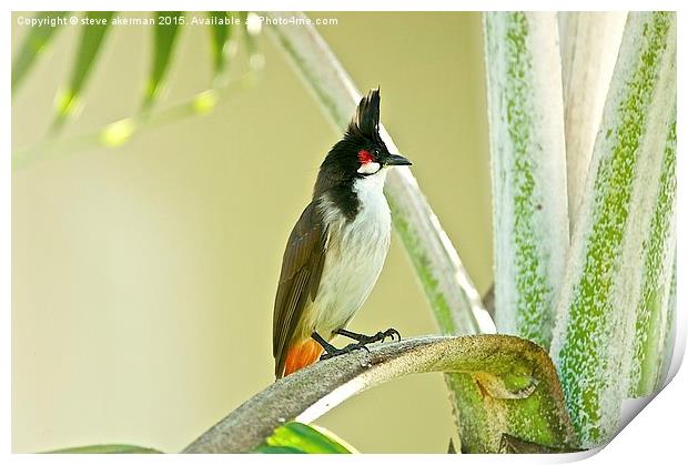  Bulbul bird from Mauritius Print by steve akerman