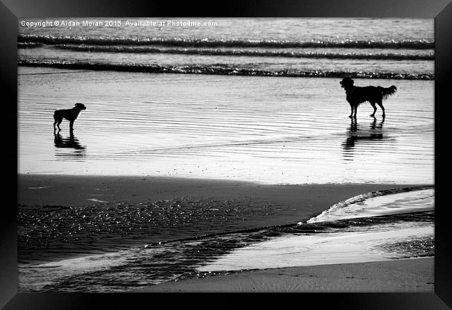  Standoff At The Beach  Framed Print by Aidan Moran