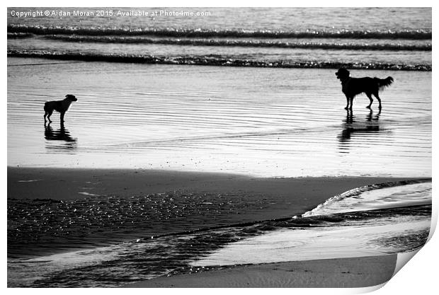  Standoff At The Beach  Print by Aidan Moran