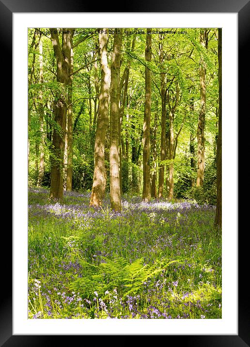Blubell Woods Framed Mounted Print by Keith Thorburn EFIAP/b