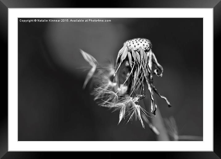 The Underrated Dandelion 1 Framed Mounted Print by Natalie Kinnear