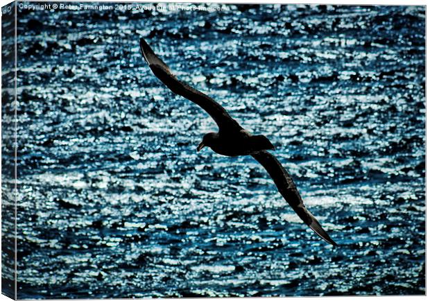  Come Fly With Me Canvas Print by Peter Farrington
