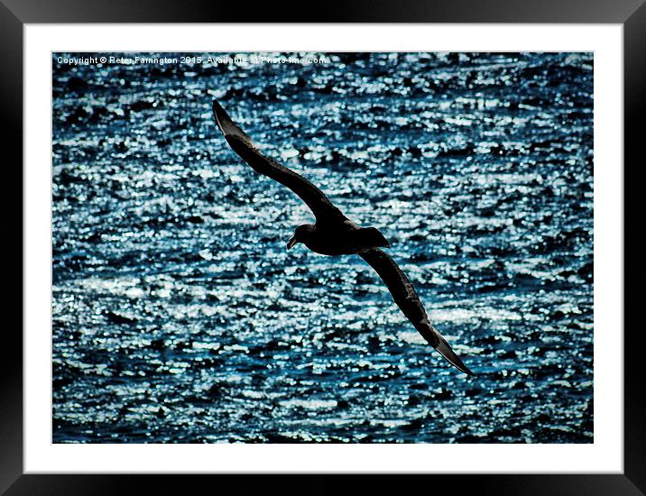  Come Fly With Me Framed Mounted Print by Peter Farrington