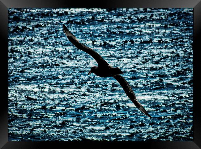  Come Fly With Me Framed Print by Peter Farrington