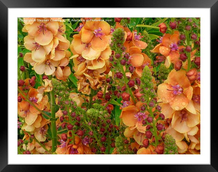  Verbascum 'Clementine'  Framed Mounted Print by Stephen Cocking