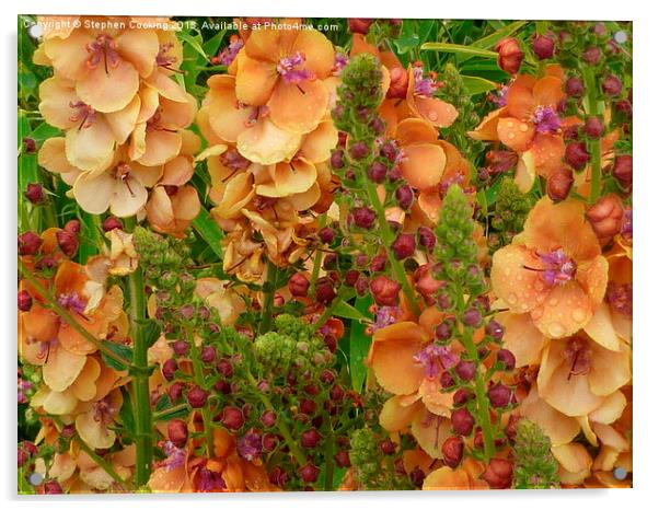  Verbascum 'Clementine'  Acrylic by Stephen Cocking