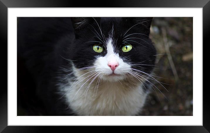  Cat eyes Framed Mounted Print by Jade Scott