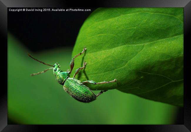  Small emerald beetle Framed Print by David Irving