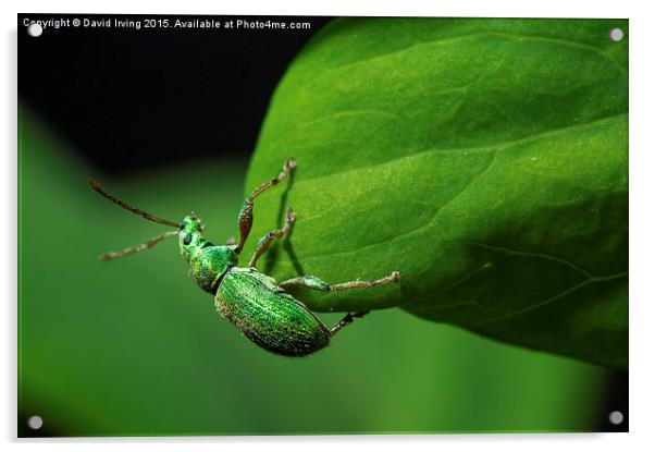  Small emerald beetle Acrylic by David Irving
