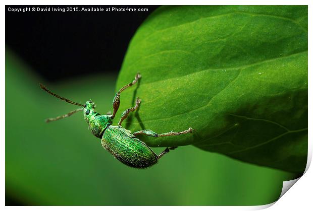  Small emerald beetle Print by David Irving