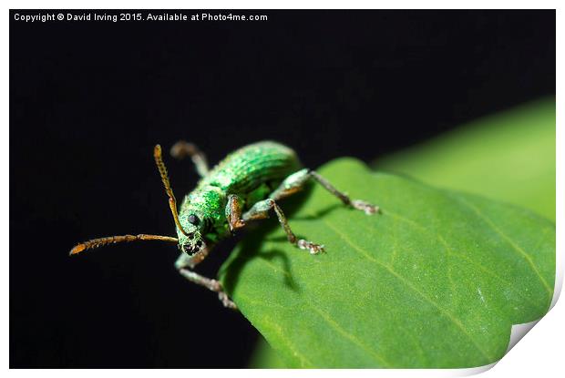  Close up of unidentified small emerald beetle Print by David Irving