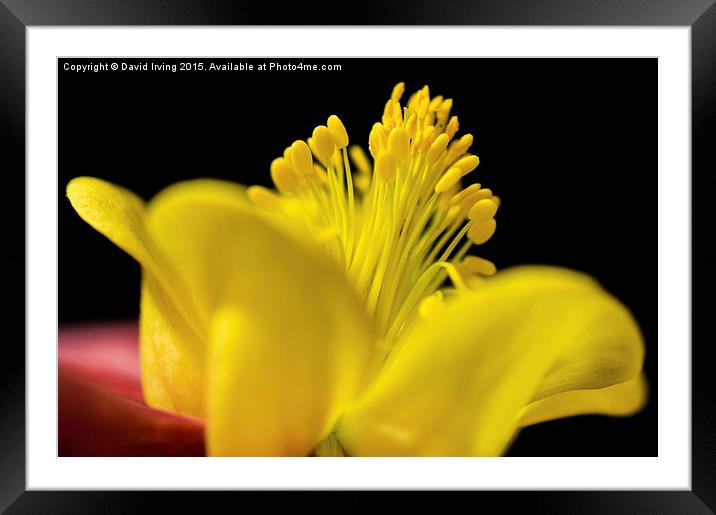  Close up of a yellow and purple aquilegia Framed Mounted Print by David Irving