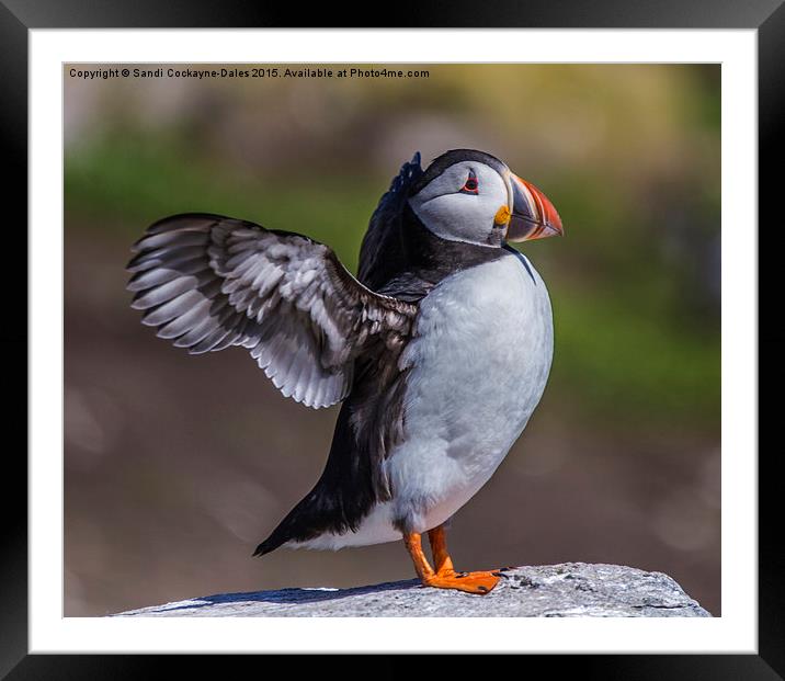  Puffin In A Flap Framed Mounted Print by Sandi-Cockayne ADPS