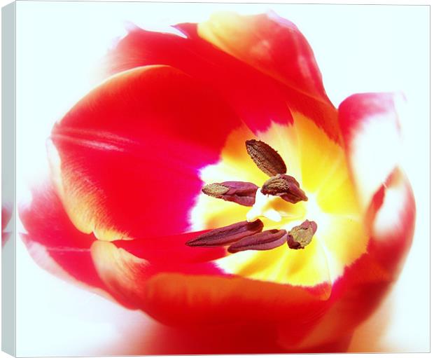 Red Tulip Canvas Print by Aj’s Images