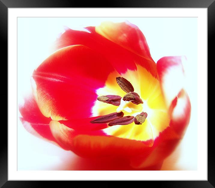 Red Tulip Framed Mounted Print by Aj’s Images