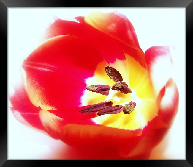 Red Tulip Framed Print by Aj’s Images