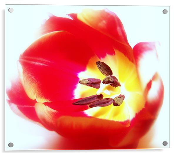 Red Tulip Acrylic by Aj’s Images