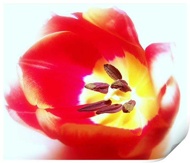 Red Tulip Print by Aj’s Images
