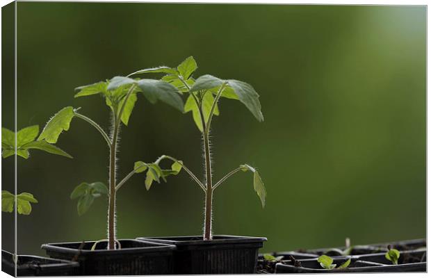 Tomato seedlings Canvas Print by Adrian Bud