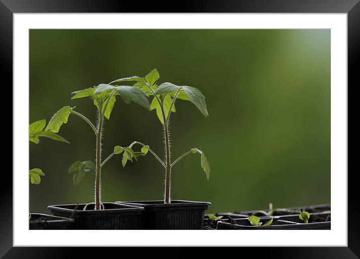 Tomato seedlings Framed Mounted Print by Adrian Bud