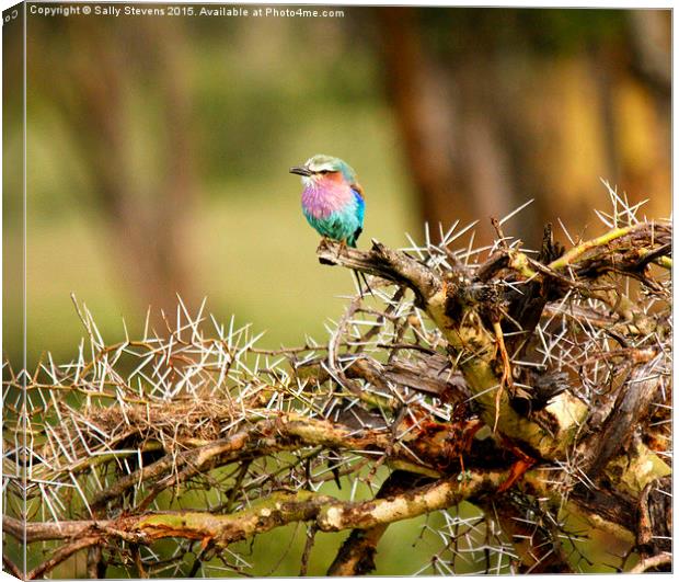  Pretty Lilac Breasted Roller Canvas Print by Sally Stevens