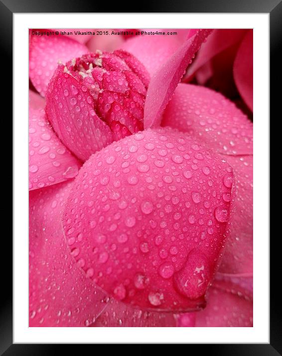 pink drezling  Framed Mounted Print by Ishan Vikasitha