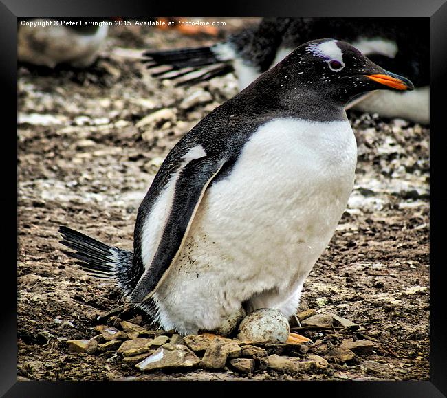  Watching Over Her Eggs Framed Print by Peter Farrington