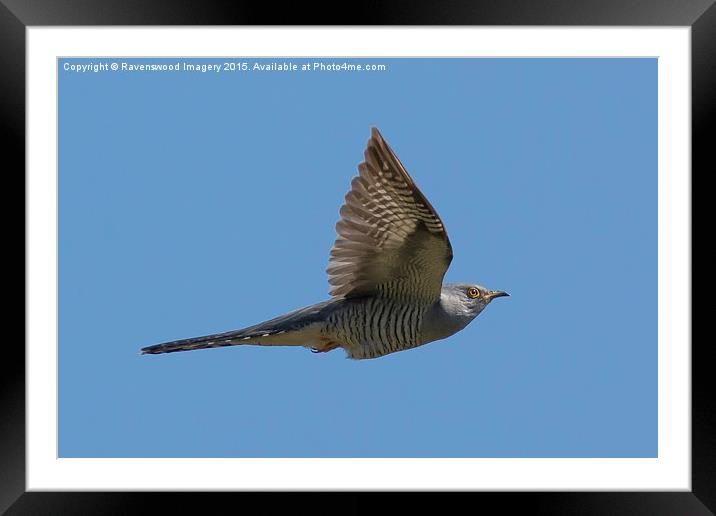  Flight of the Cuckoo Framed Mounted Print by Ravenswood Imagery