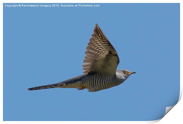  Flight of the Cuckoo Print by Ravenswood Imagery