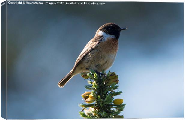 Stone chat sunrise Canvas Print by Ravenswood Imagery