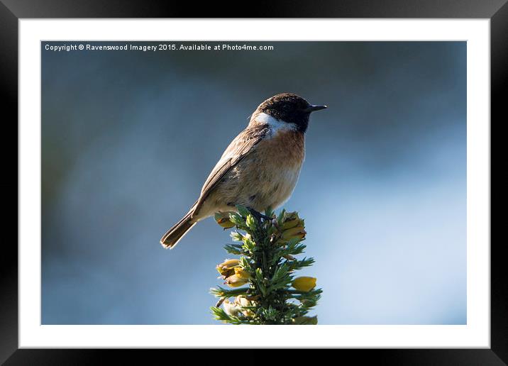  Stone chat sunrise Framed Mounted Print by Ravenswood Imagery