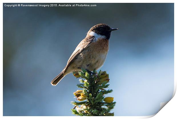  Stone chat sunrise Print by Ravenswood Imagery