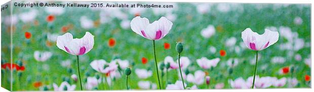  WHITE POPPIES Canvas Print by Anthony Kellaway