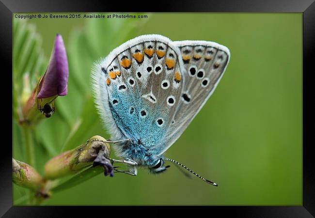 blue butterfly Framed Print by Jo Beerens