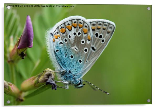 blue butterfly Acrylic by Jo Beerens