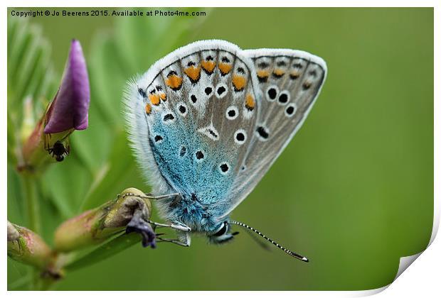 blue butterfly Print by Jo Beerens